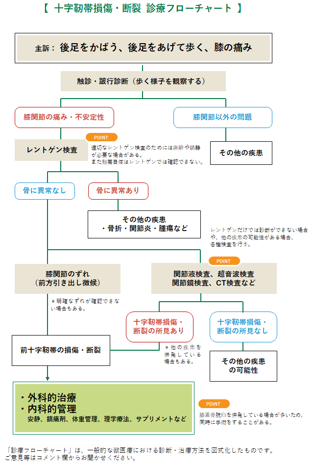 十字靭帯断裂のフローチャート