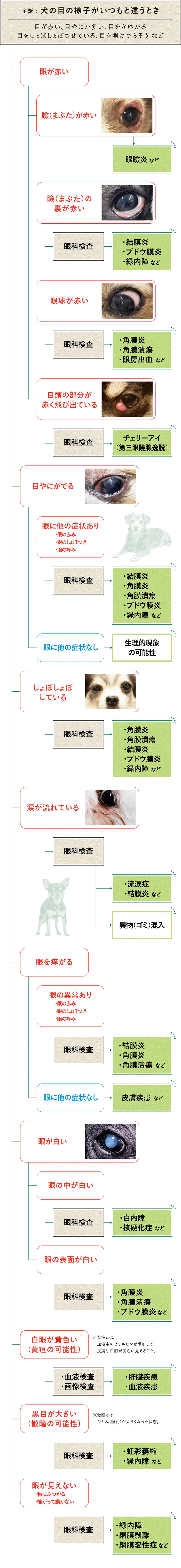 目のフローチャート