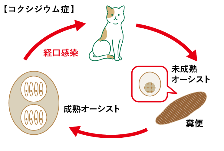 コクシジウム症＜猫＞図