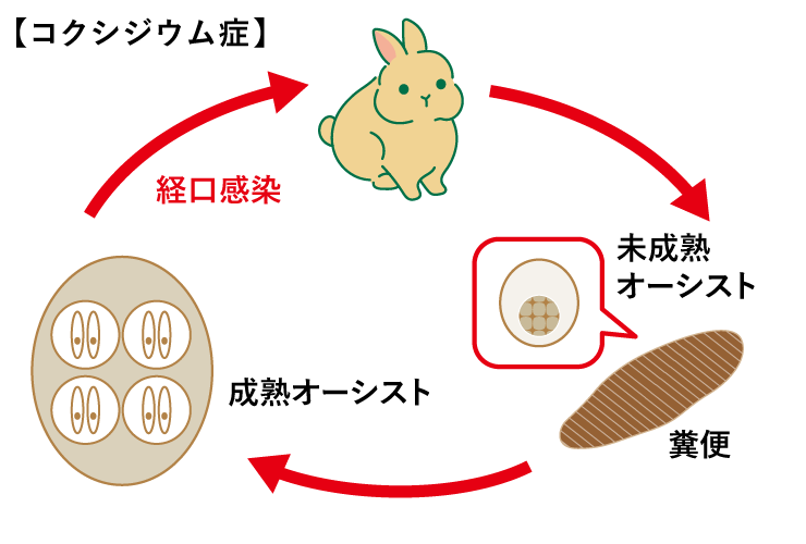 コクシジウム症＜うさぎ＞図