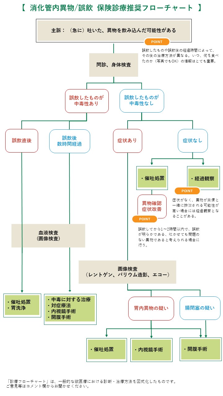 異物誤飲 フェレット みんなのどうぶつ病気大百科