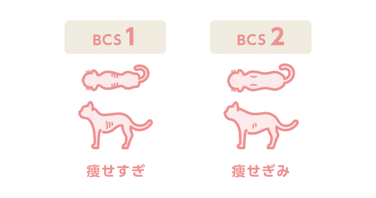 BCS図1（猫）