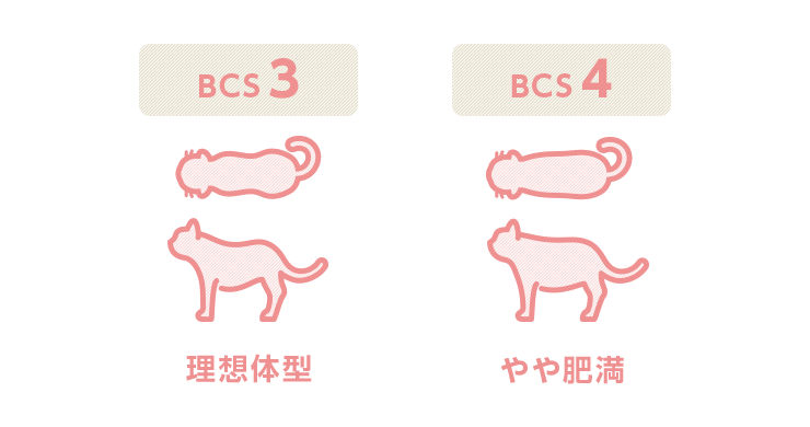 BCS図2（猫）