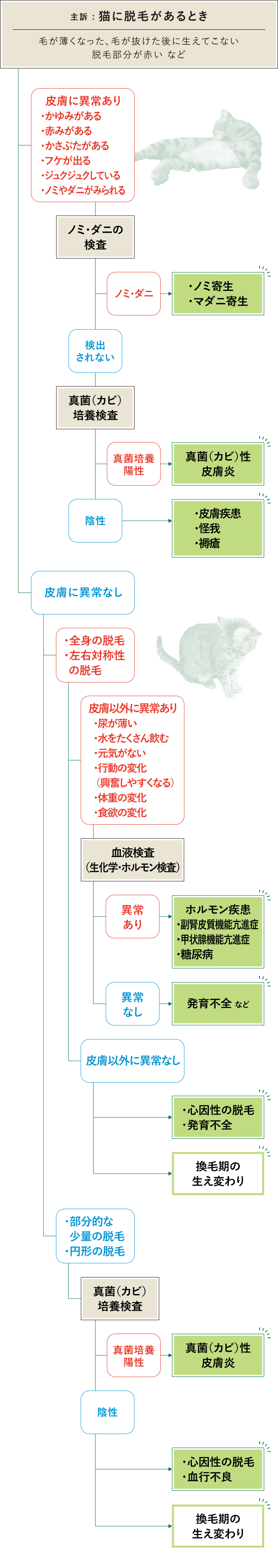 猫　脱毛　フローチャート