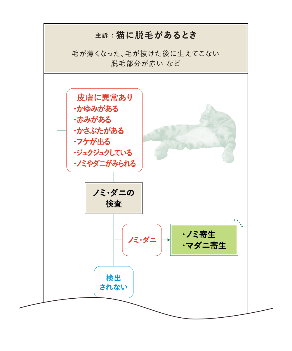 猫に脱毛があるとき