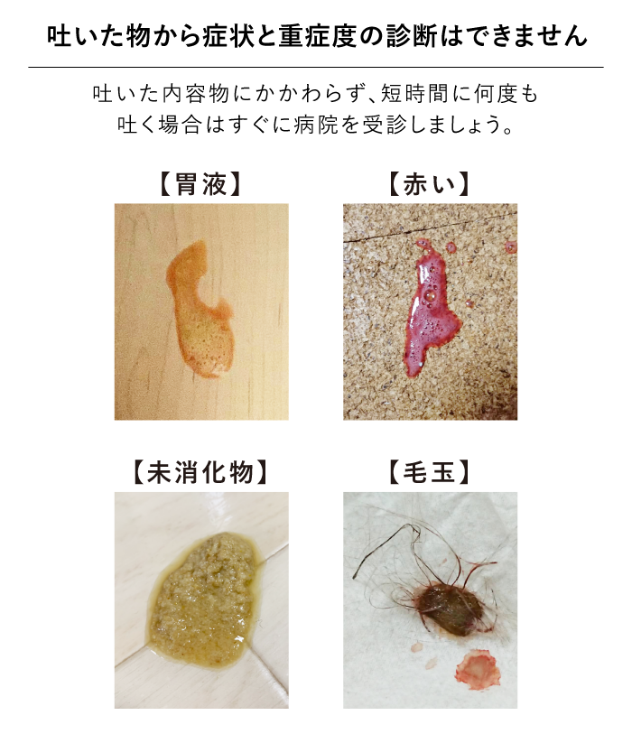 猫　吐いてる