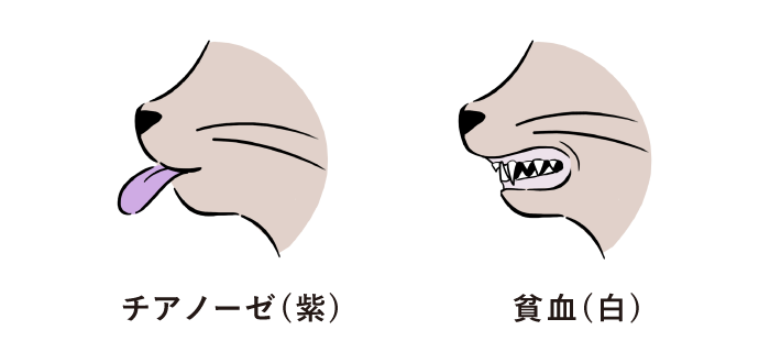 猫　舌　紫