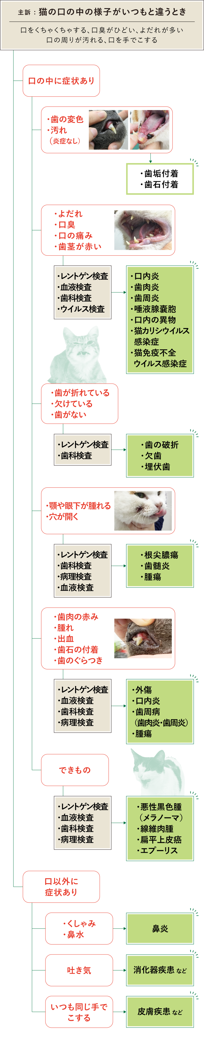 猫 口 フロチャ画像