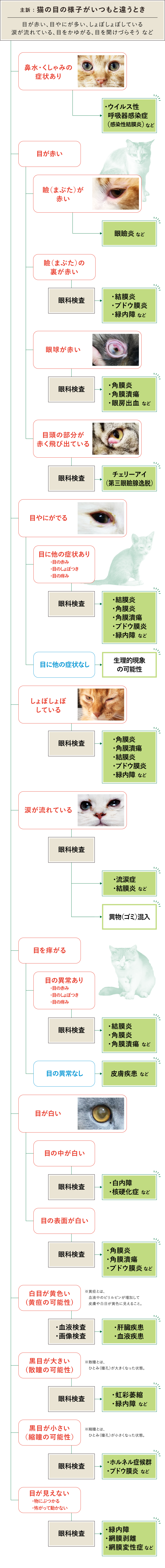 猫　目　フロチャ