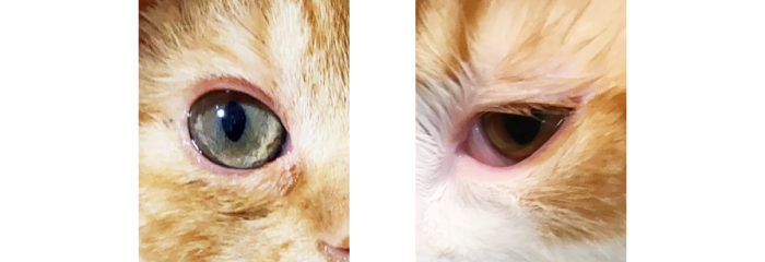 猫　瞼の腫れ