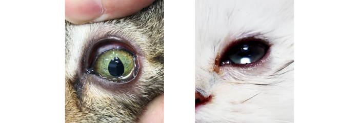 猫　流涙