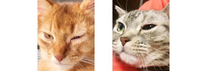 猫　しょぼしょぼ
