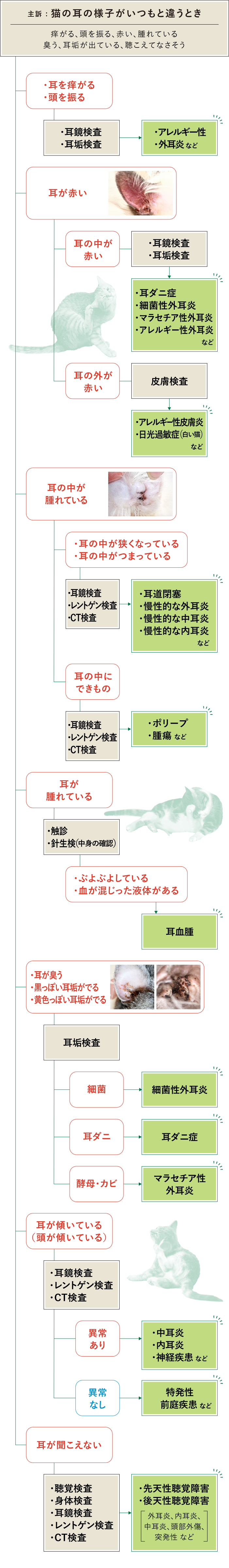 猫　耳　フロチャ画像