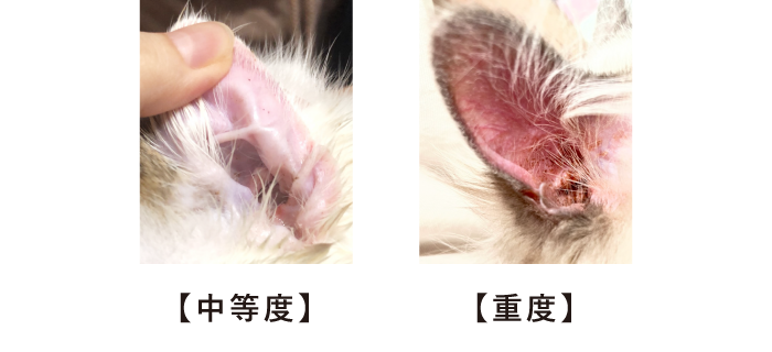 耳　赤み