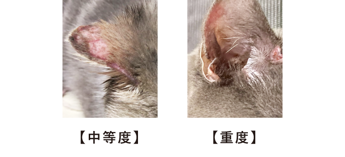 耳　脱毛