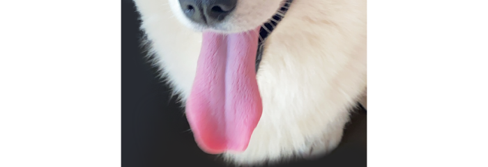 犬の舌の画像