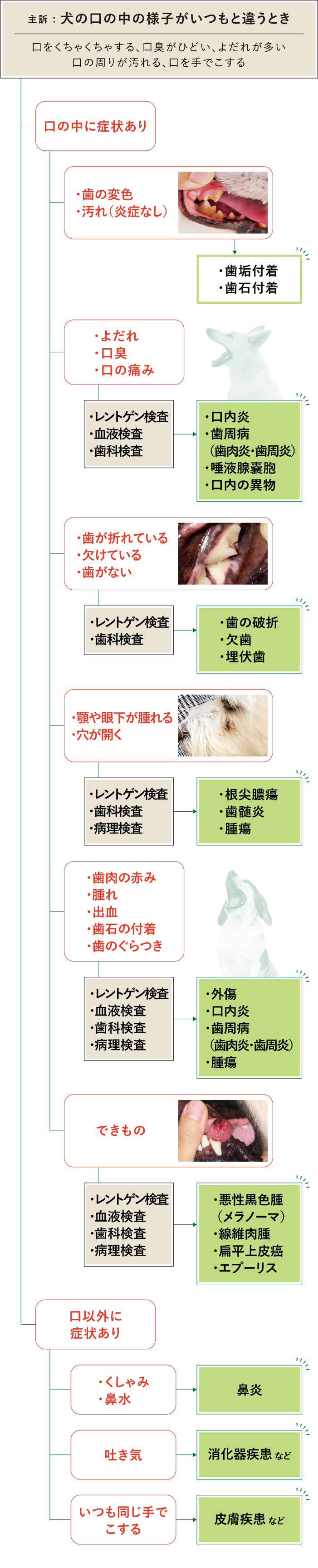 犬 口 フロチャ画像