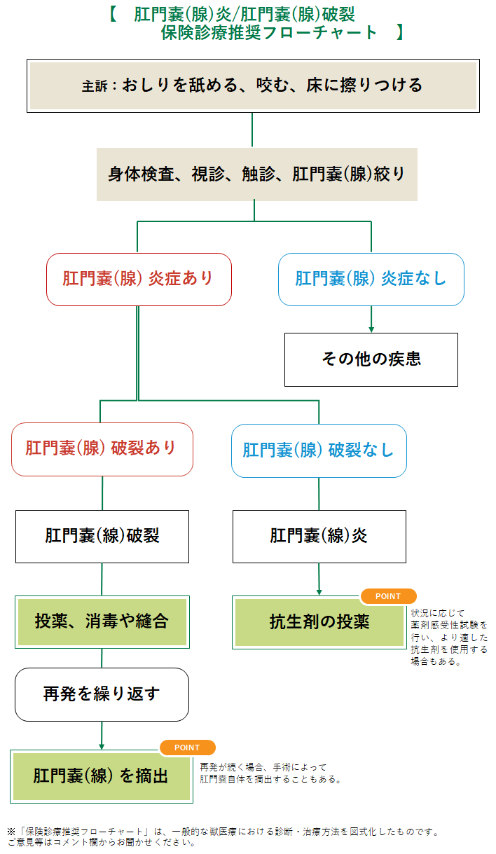 肛門嚢(腺)炎/肛門嚢(腺)破裂の診療フローチャート
