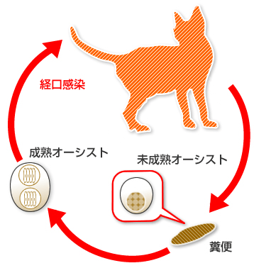 コクシジウム症