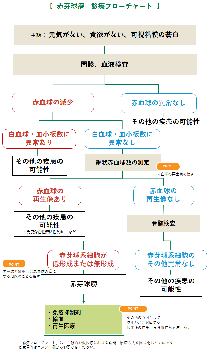 赤芽球癆の診療フローチャート