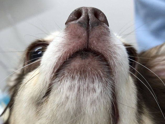 アトピー性皮膚炎 ＜犬＞ | みんなのどうぶつ病気大百科