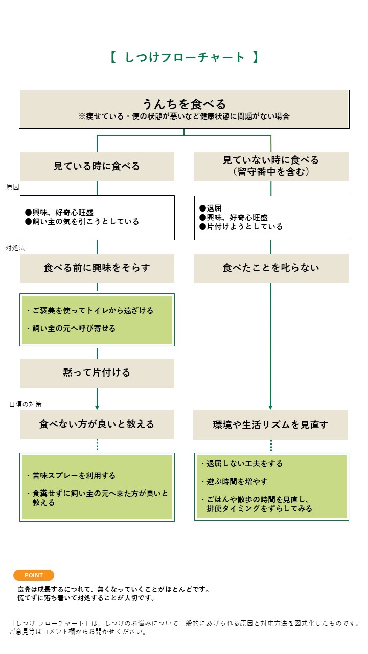 犬がウンチを食べちゃう(食糞)のはなぜ?理由と対処法を解説