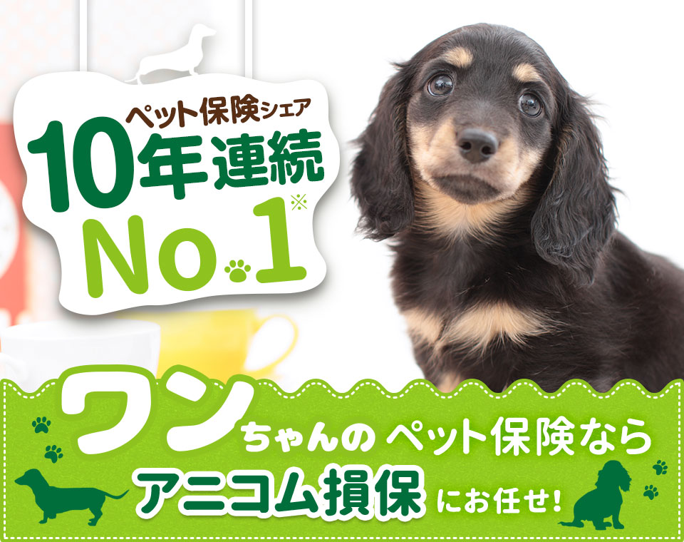 ペット保険シェア9年連続No.1　ワンちゃんのペット保険ならアニコム損保にお任せ！
