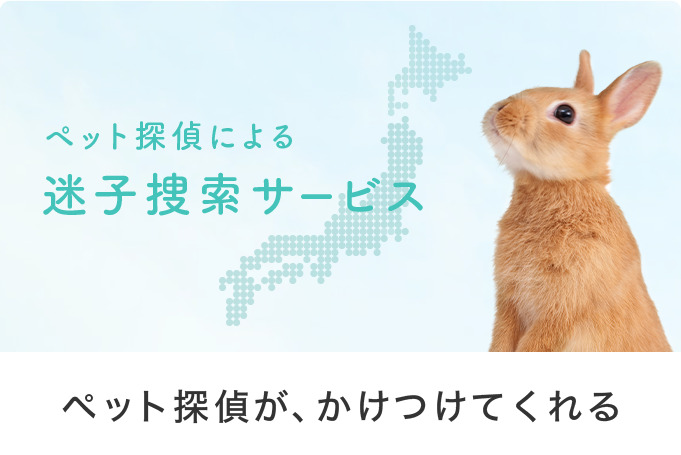 迷子探索サービス