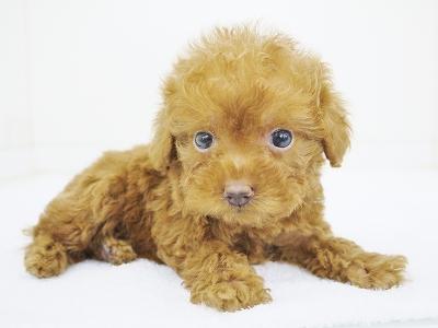 animal_image
