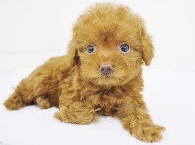 animal_image