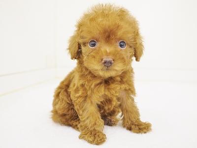 animal_image