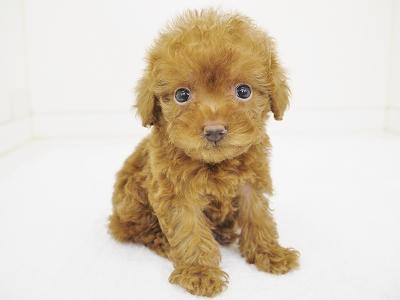 animal_image