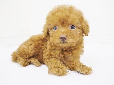 animal_image