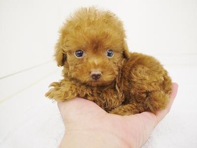 animal_image