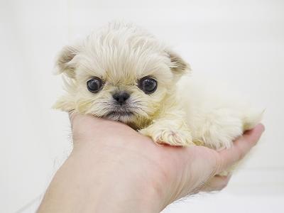 animal_image