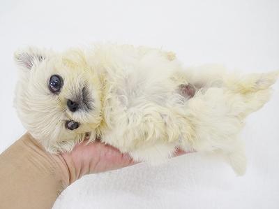 animal_image