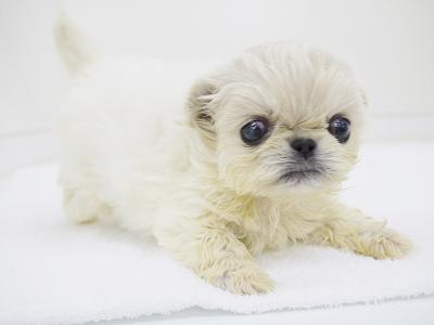 animal_image