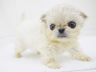 animal_image