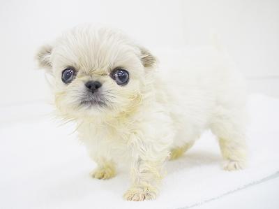 animal_image
