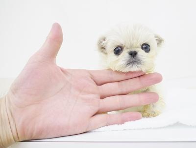 animal_image