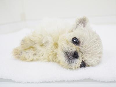 animal_image