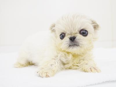 animal_image