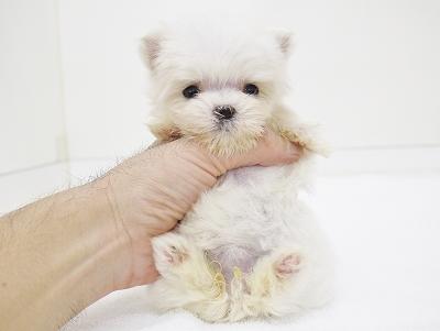 animal_image