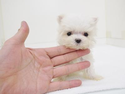animal_image