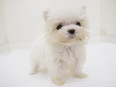 animal_image
