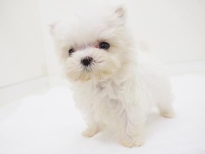 animal_image