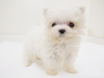 animal_image
