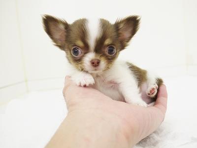 animal_image