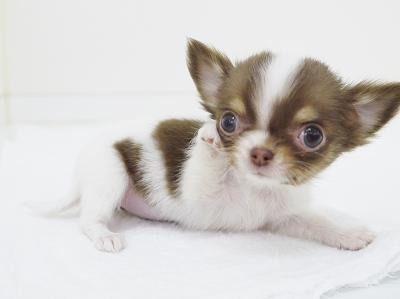animal_image