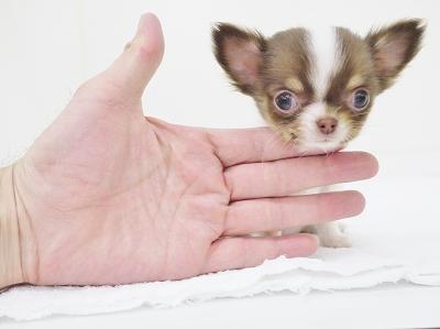 animal_image